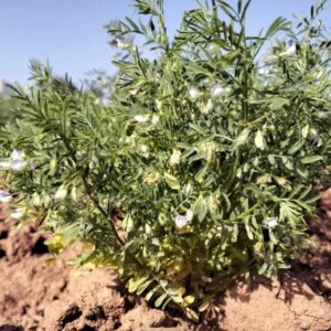 Tanaman Lentil Ditanam di Fuerteventura