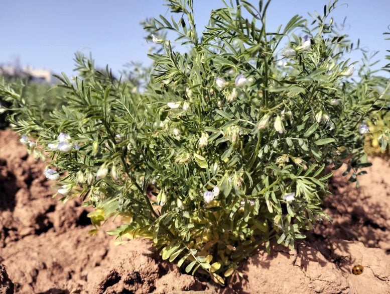 Tanaman Lentil Ditanam di Fuerteventura