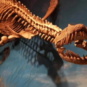 Reptil Laut Punah Pliosaurus Opal Langka