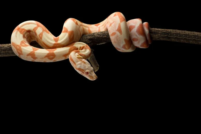 Ular Boa Ekor Merah Tergantung di Cabang