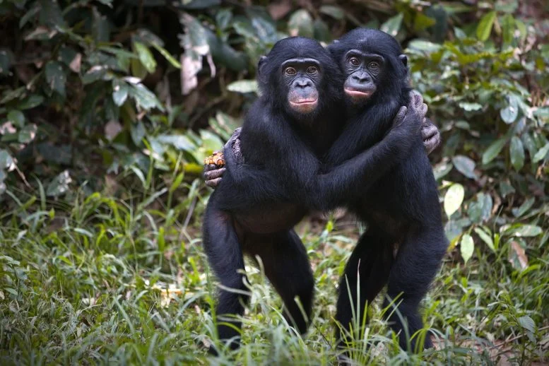 Pelukan Bonobo