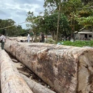 Telanjur Viral Ribuan Kayu Gelondongan Berstiker Kemenhut Dikaitkan Banjir Sumatera, Direktur Bantah