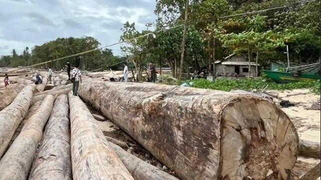 Telanjur Viral Ribuan Kayu Gelondongan Berstiker Kemenhut Dikaitkan Banjir Sumatera, Direktur Bantah