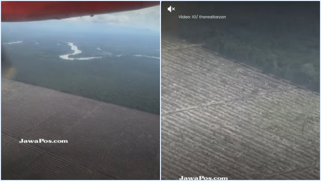 Viral Influencer Amerika Videokan Parahnya Deforestasi Hutan Sumatera, Gundul Sejauh Mata Memandang